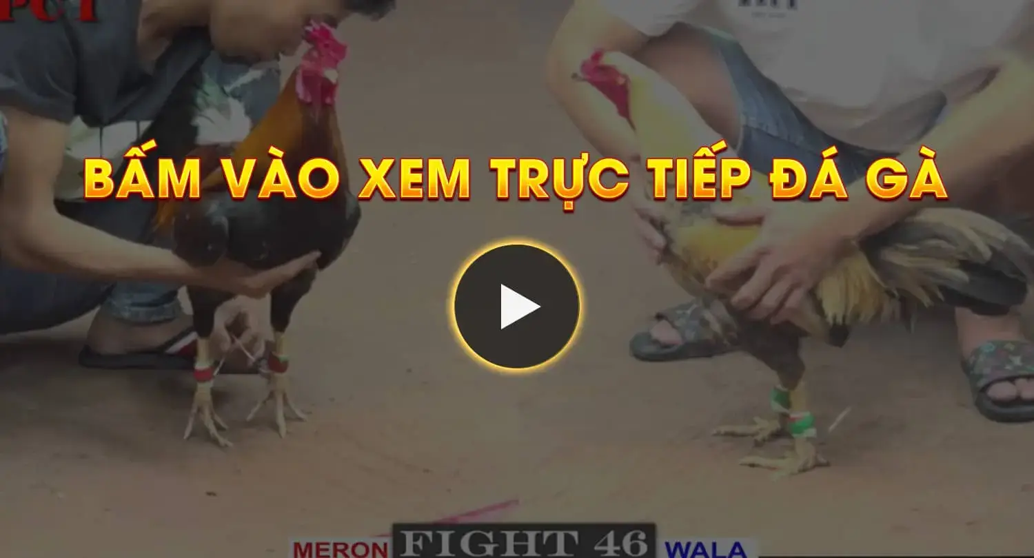 BẤM VÀO XEM TRỰC TIẾP ĐÁ GÀ