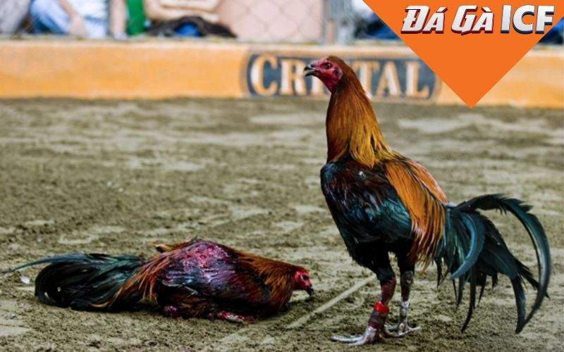 Đá gà cựa dao là gì?
