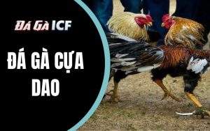 Đá Gà Cựa Dao - Kinh Nghiệm Chiến Đấu Bất Bại Từ Các Sư Kê