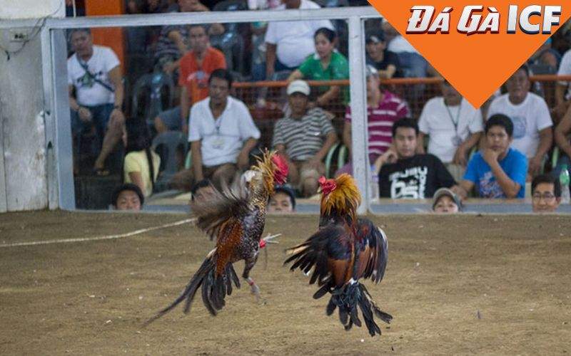 Luật chơi đá gà cựa dao