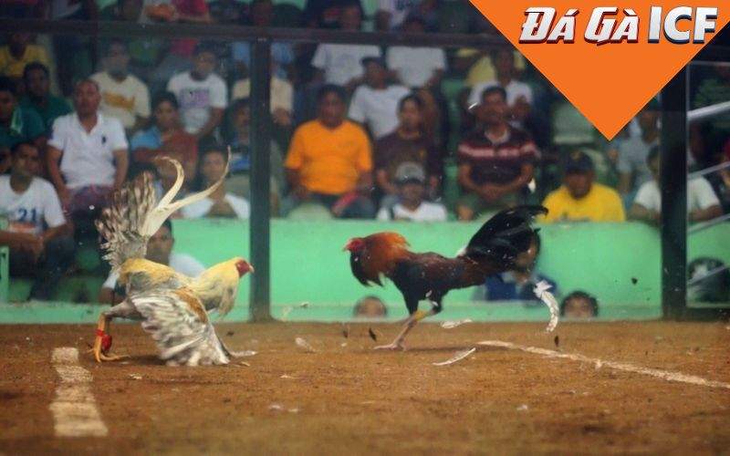 Cách xác định kết quả thắng thua