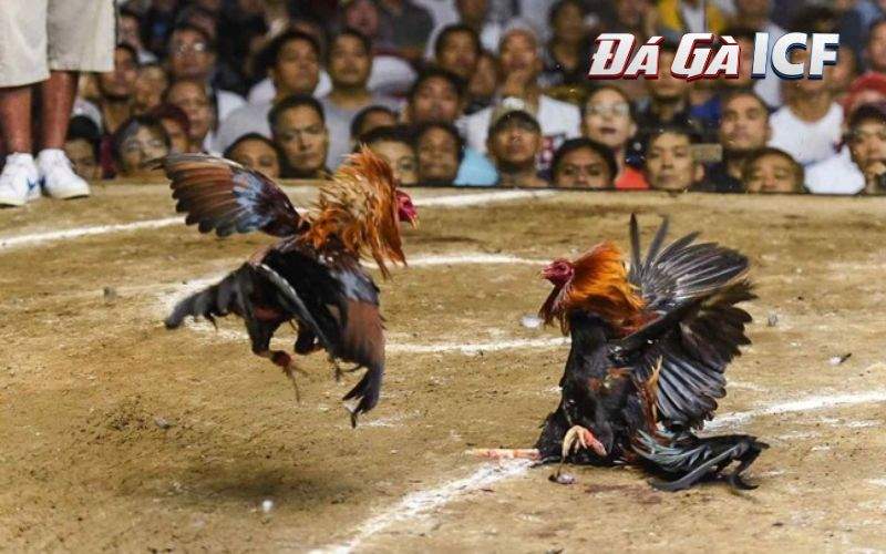 da ga cua sat 1 1