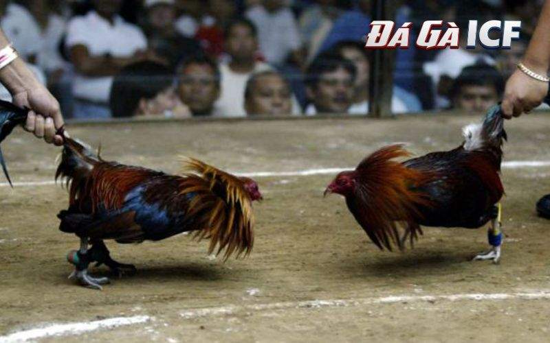 Luật chơi đá gà cựa sắt