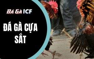 Đá gà cựa sắt là gì?